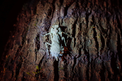 Theopompa ophthalmica