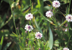 Phyla nodiflora minor