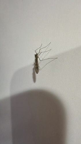 Unknown species found near Roanoke Ave, Newport News, VA, US