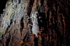 Theopompa ophthalmica