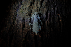 Theopompa ophthalmica