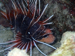Pterois radiata