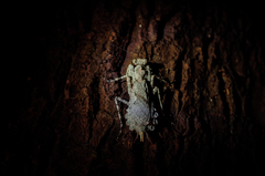 Theopompa ophthalmica