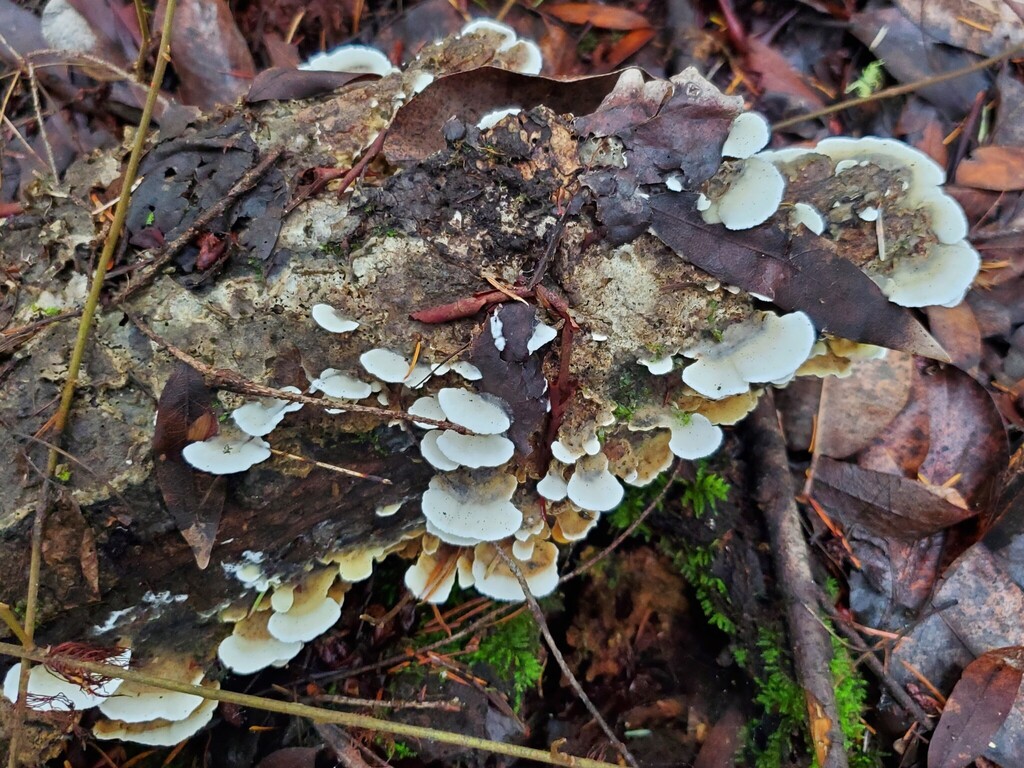 Gloeoporus dichrous · November 2025 · photo: © arlenedevitt (iNaturalist, cc-by)
