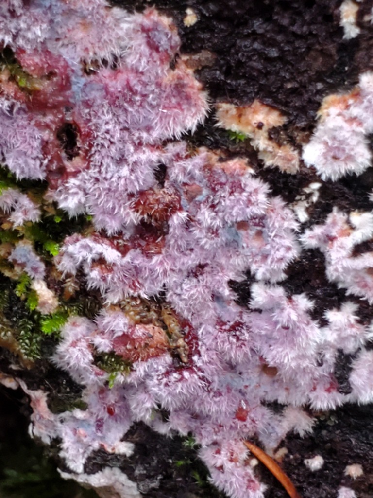 Punctularia atropurpurascens · November 2025 · photo: © arlenedevitt (iNaturalist, cc-by)