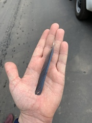 Aphelocoma californica