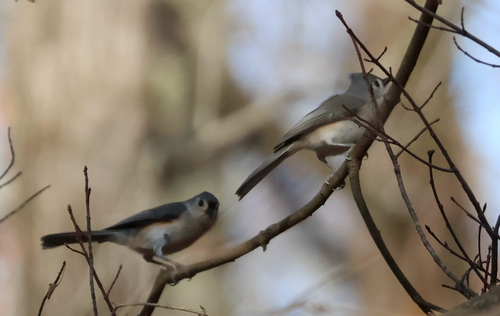 Tufted Titmouse