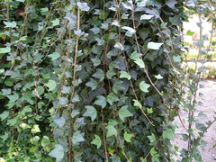 Hedera iberica