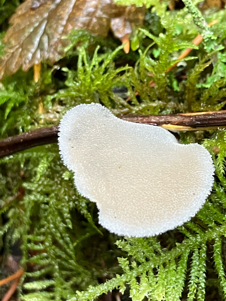 Pseudohydnum gelatinosum · November 2025 · photo: © samallonthesciencemon (iNaturalist, cc0)