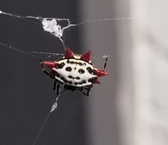 Gasteracantha cancriformis