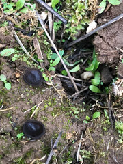 Plicaria endocarpoides