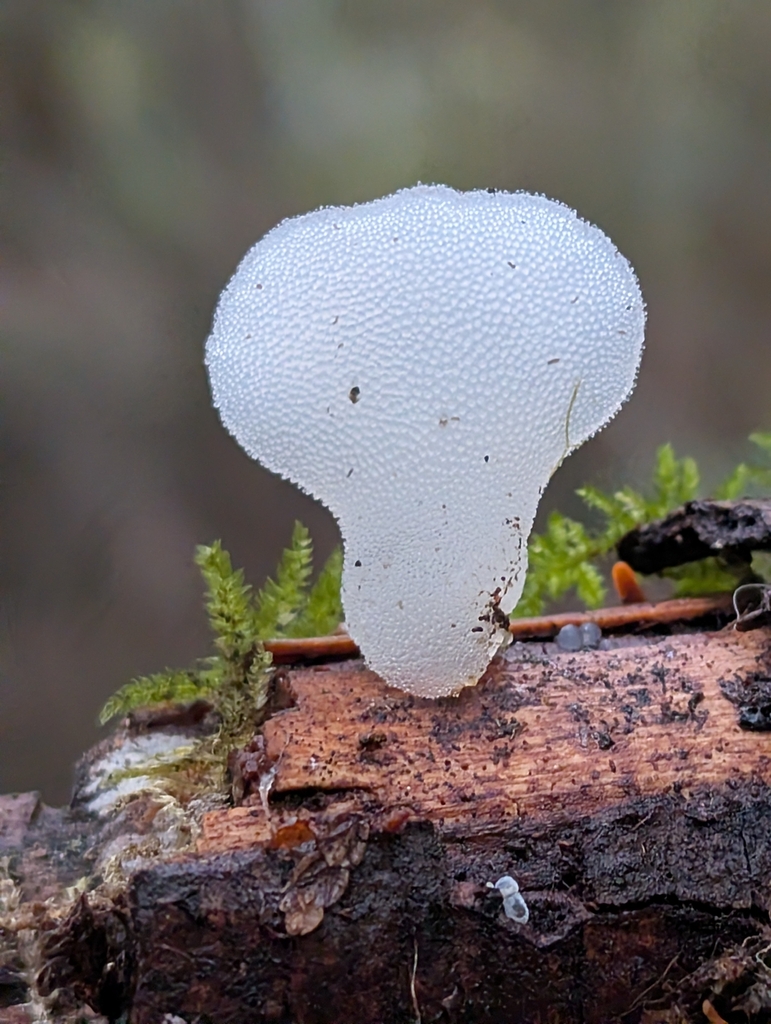 Pseudohydnum gelatinosum · November 2025 · photo: © olyjah (iNaturalist, cc-by)