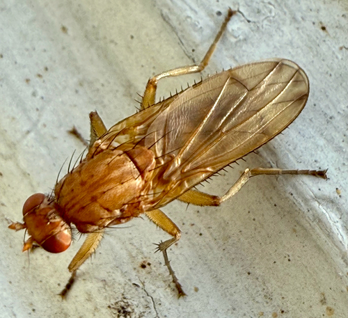 Unknown species found near Byllesby Ave, Meadville, PA, US