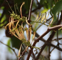 Dendrophthoe falcata