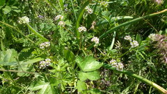 Valerianella coronata