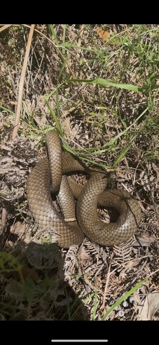 Eastern Brown Snake sighting