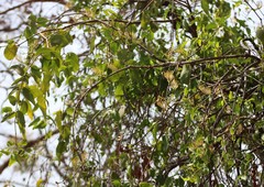 Dendrophthoe falcata