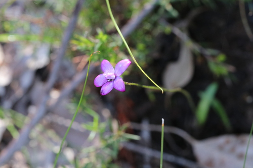 purple enamel orchid (Elythranthera brunonis)