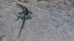 Emoia atrocostata