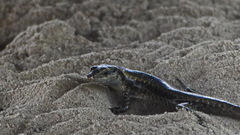 Emoia atrocostata