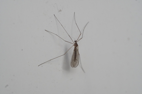 Unknown species found near Lynnhaven House, Virginia Beach, VA 23455, USA