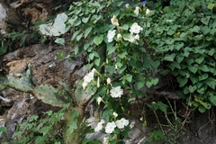Ipomoea suaveolens