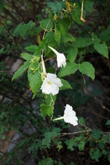 Ipomoea suaveolens