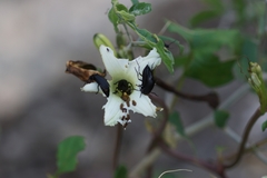 Ipomoea suaveolens