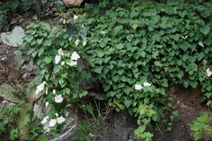 Ipomoea suaveolens