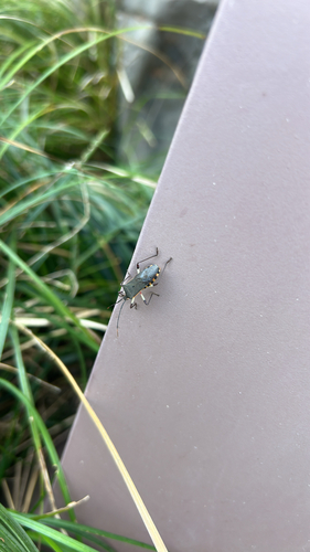 Plinachtus bicoloripes
