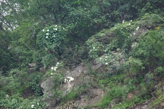 Ipomoea suaveolens