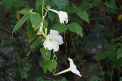 Ipomoea suaveolens