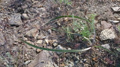 Pseudopodospermum molle