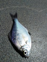 Hyperprosopon argenteum