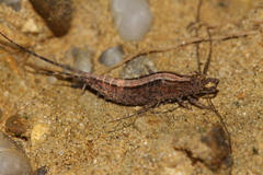 Machilinae