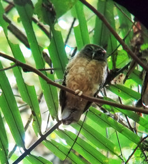 Ninox ochracea