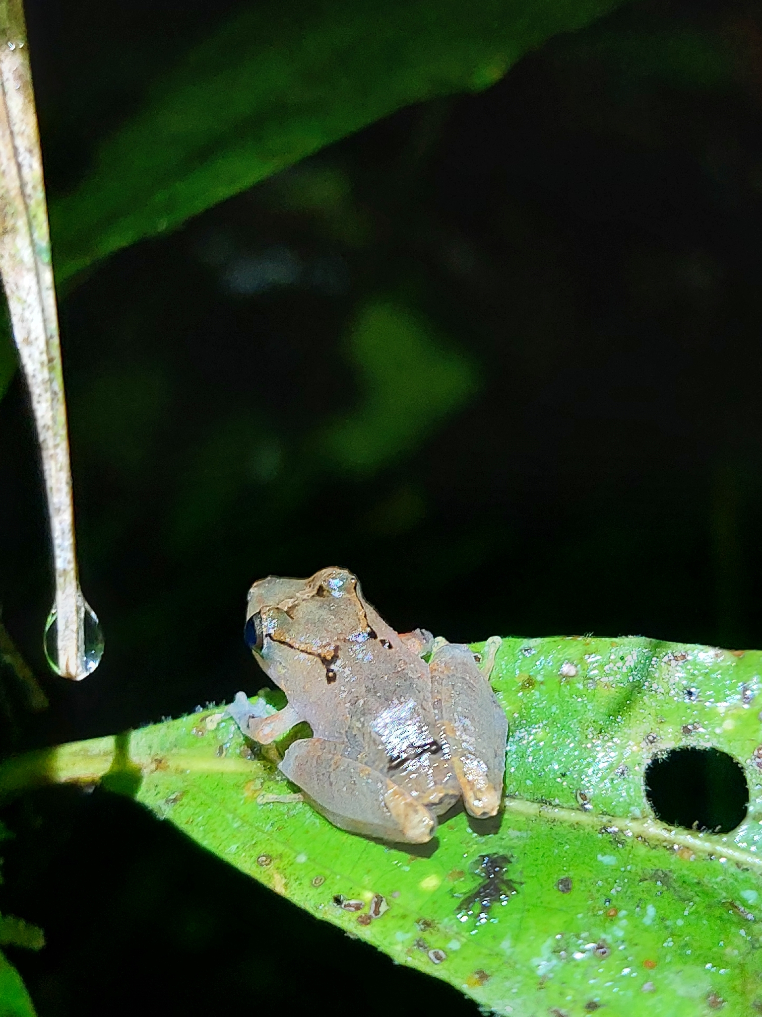 Cando Robber Frog, Pristimantis altamnis