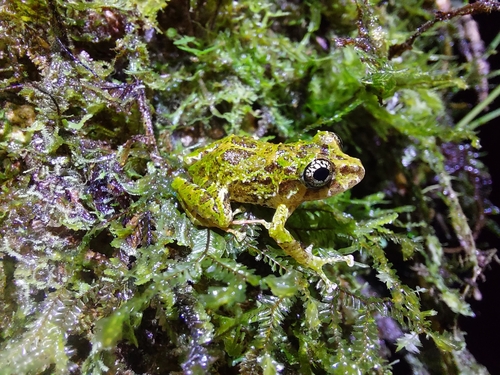 Puyo Robber Frog, Pristimantis katoptroides