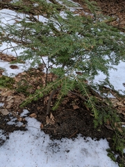 Tsuga canadensis