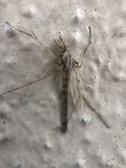 Chironomus