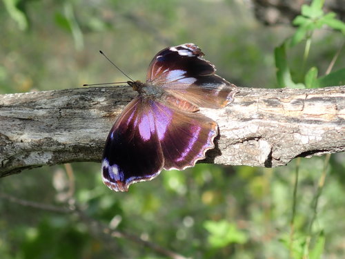 Blackened Bluewing