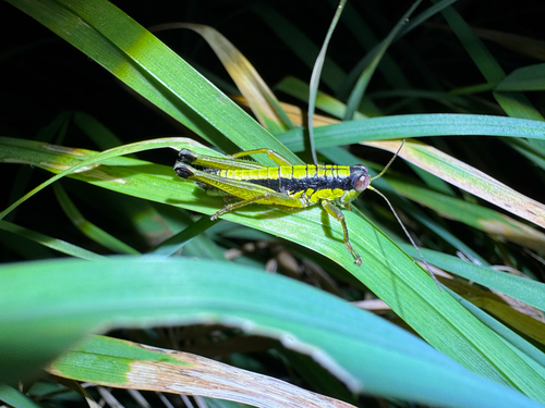 Zubovskya koreana