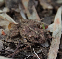 Eupsophus vertebralis