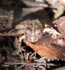 Eupsophus vertebralis