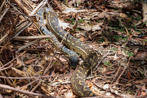 Coastal Carpet Python sighting