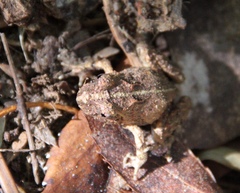 Eupsophus vertebralis