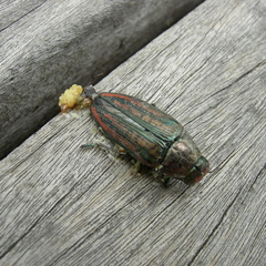 Buprestis lineata