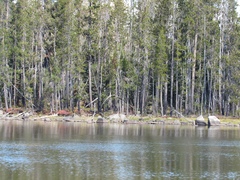 Pinus contorta murrayana