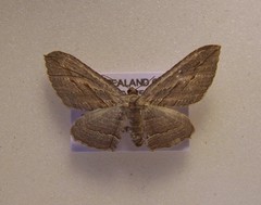 Austrocidaria gobiata