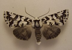 Declana atronivea